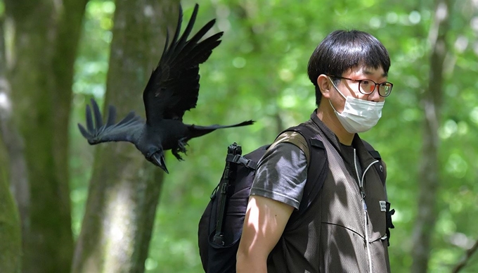 제주시 조천읍 교래리 사려니숲 탐방로에서 까마귀가 탐방객을 공격하고 있다. 한라일보 제공.