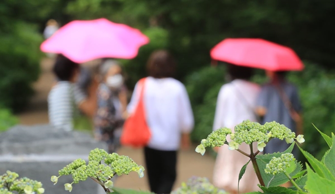 이른 장마가 시작된 지난 10일 오전 제주 서귀포시 표선면 가시리 사려니숲길에서 관광객들이 우산을 쓰고 산책하고 있다. 제주=연합뉴스