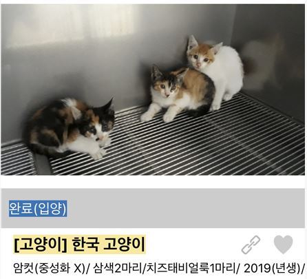 아기 고양이 시절 구조당시 젬마. 유행사 제공