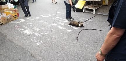 경찰이 서울 동묘시장 내 고양이 학대사건에 대해 내사에 착수했다. 연합뉴스