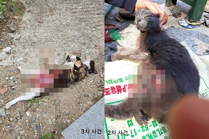 지난달 22일 서울 관악구 신림동 모처에서 발견된 고양이 사체가 잔인하게 훼손돼 있다(왼쪽). 이 지점과 근접한 장소에서 올해 3월 또 다른 고양이가 살갗 일부가 불에 그을린 채 한 주민에게 찾아와 보살핌을 받고 있다(오른쪽). 제보자 제공