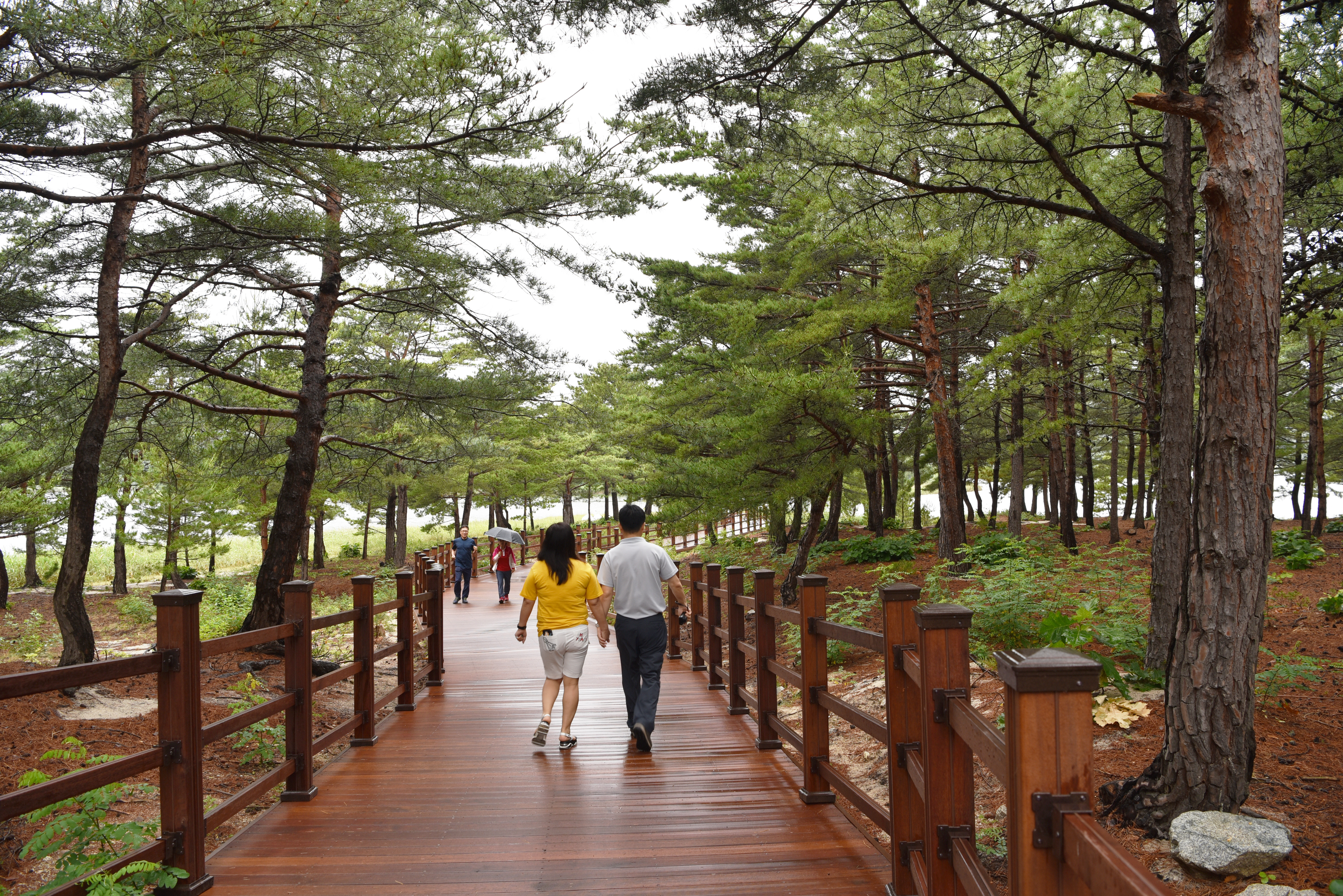 송지호 산책로 일부 구간은 목재 덱으로 호수까지 연결돼 있다. 호수 둘레 산책로는 자전거를 타도 좋다.?