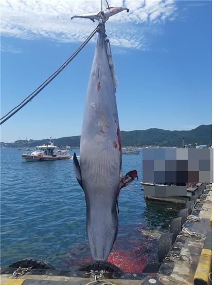 통발어선 A(20톤급)호가 23일 오전 5시30분 경북 포항시 남구 장기면 양포항 앞바다에서 발견한 밍크고래. 그물에? 걸려 죽은 채로 발견됐다. 포항해양경찰서 제공?