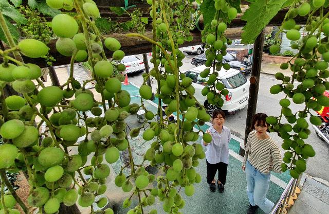 25일 오전 광주 북구 중흥2동 행정복지센터 앞마당에서 공무원 직원들이 탐스럽게 익어가는 도심 속의 청포도를 구경하고 있다. 지역의 명물로 자리 잡은 행정복지센터 청포도는 어린이들과 민원인들에게 볼거리를 제공하며 지역민들의 사랑을 받고 있다. 연합뉴스