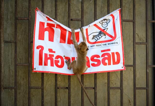 롭부리에서 21일 긴꼬리 원숭이과인 ‘마카크원숭이' 한 마리가 '원숭이에게 먹이를 주지 마세요'라는 포스터를 떼어내려 하고 있다.. 롭부리=AFP 연합뉴스