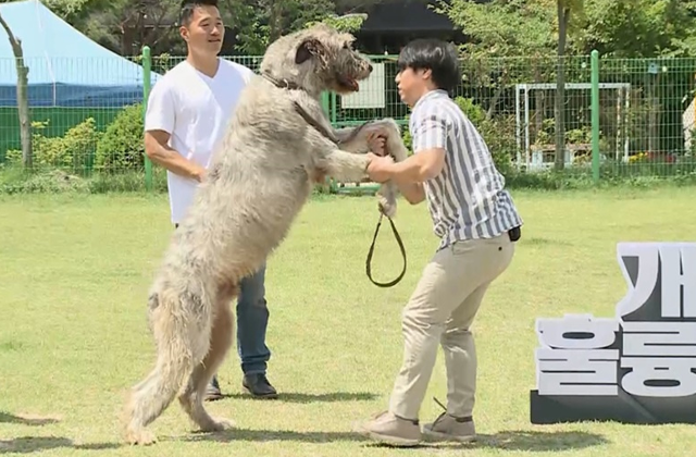 '개훌륭' 멸종 위기를 극복한 견종들을 소개한다.KBS 제공?