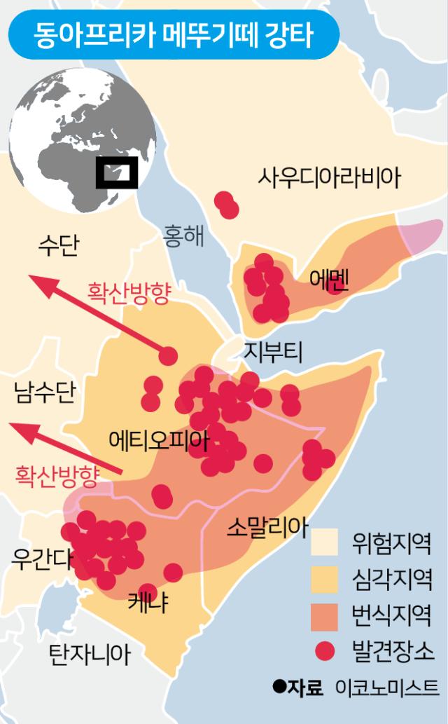 동아프리카 메뚜기떼 강타