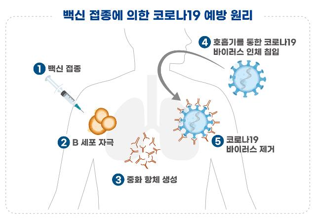 백신의 신종 코로나바이러스 감염증(코로나19) 예방 원리. 식품의약품안전처 제공