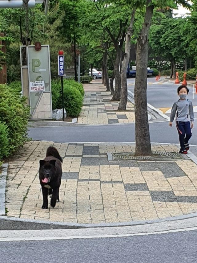 5월 21일 오후 경기 포천의 한 아파트 단지에 검은색의 대형견이 목줄이 없는 상태로 아이들 옆을 활보하고 있다. 독자 제공