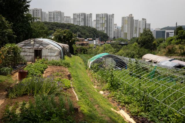 16일 서울 서초구 내곡동 일대 개발제한구역 너머로 아파트 단지가 보이고 있다. 뉴스1