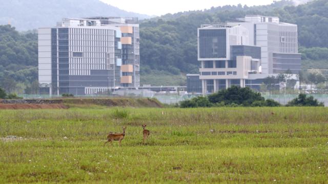 22일 세종시 국회 예정 부지에 고라니들이 자리를 잡고 있다. 이날 리얼미터가 오마이뉴스의 의뢰로 청와대·국회 등 세종시 이전 찬반을 조사, 발표한 여론조사 결과에 따르면 이전 찬성은 53.9%, 이전 반대는 34.3%, 잘 모름은 11.8%로 조사됐다. 뉴스1