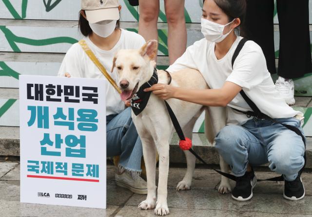 천안 개 도살장에서 구출돼 입양된 개 '설악'이 22일 서울 종로구 세종문화회관 계단에서 청와대에 '개 도살 금지 공개서한' 제출에 앞서 기자회견을 하고 있다. 뉴시스