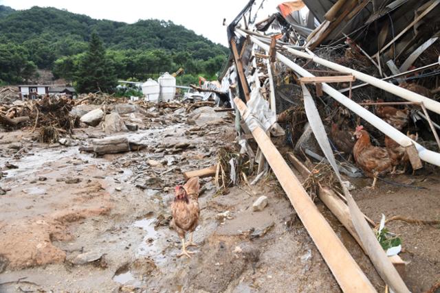 중부지방 폭우로 2일 경기도 안성시 일죽면 화봉리 양계장과 농가 건물이 쓸려온 토사로 무너져 있다. 일부 닭들이 무너진 양계장 철구조 사이에 갇혀 있다. 안성=오대근 기자