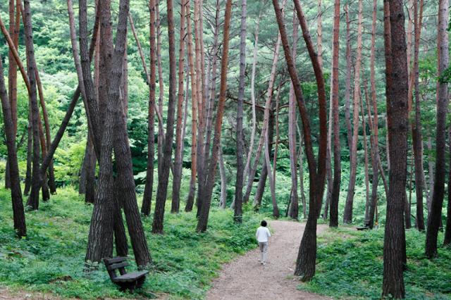 검마산자연휴양림은 인적 드문 영양에서도 한적한 곳이다. 금강소나무 숲길이 아늑하다. 한국관광공사 제공