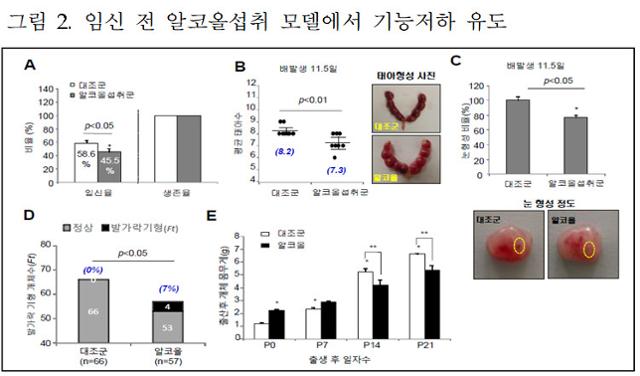 국립보건연구원 김원호 박사 연구팀 '임신 전 알코올 섭취에 의한 태아발달 및 산모대사기능 이상' 연구