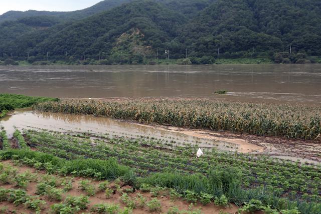 7일 오전 충북 충주시 소태면 남한강변 농경지가 물에 잠겨 있다. 연합뉴스.