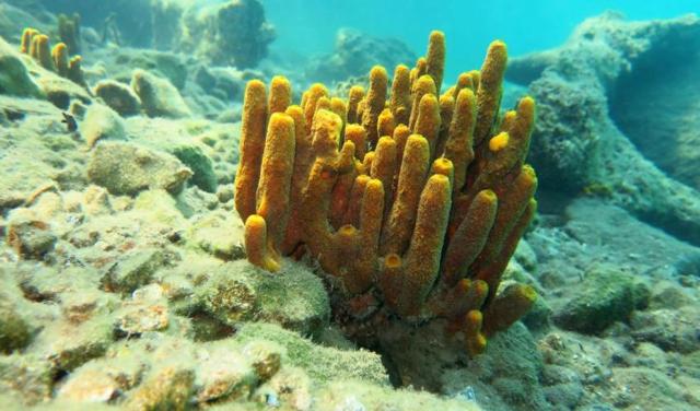 근육도 신경도 없고 소화-배설계도 분화되지 않은 최하등동물 해면(sponge)이야말로 '모든 정념이 사라진', 유토피아적 존재라 할 만하다. iucn.org