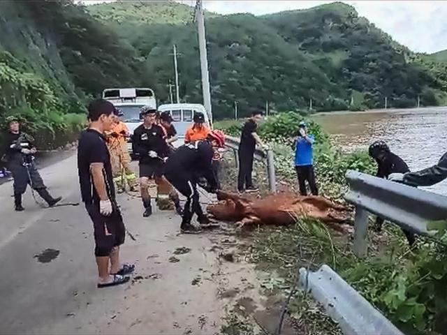 합천소방서 소방대원들이 9일 경남 합천문 율곡면에서 폭우로 도로가 범람한 지역에서 고립된 소를 구조하고 있다. 소방청 제공