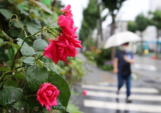 10일 오후 제5호 태풍 장미가 한반도로 북상 하고 있어 많은 비가 예보되고 있는 가운데 대전 서구 도로변에 핀 장미 앞을 시민들이 우산을 쓰고 지나고 있다. 뉴스1