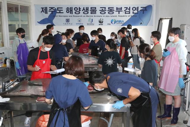 환경단체·국내 대학 연구진이 20일 오전 제주시 한림읍 한국수산자원공단 제주본부에서 상괭이와 참돌고래, 남방큰돌고래 해양보호생물 공동부검을 실시하고 있다. 부검에는 비영리 환경단체 세계자연기금(WWF)과 서울대, 인하대, 제주대, 한양대 및 해양환경단체 핫핑크돌핀스 등이 참여했다. 뉴시스