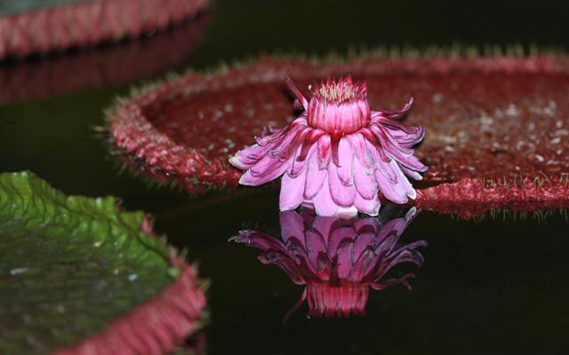 24일 경남 함양군 함양읍 상림연꽃단지에 '밤의 여왕'이라고 불리는 빅토리아 연꽃(큰가시연꽃)이 활짝 펴 아름다운 자태를 뽐내고 있다. 함양군 제공