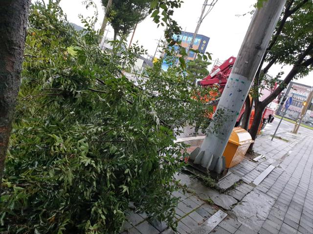 제8호 태풍 바비가 북상한 26일 오후 전남 영암군 삼호읍 한 도로에서 강풍에 가로수 가지가 부러져 소방대원들이 안전 조치를 하고 있다. 전남소방본부 제공