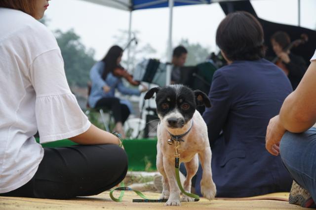 서울 노원구 중계동 백사마을에서 떠돌던 개 '래미'는 주민과 봉사자들의 도움으로 입양가족을 찾았다. 투아이드필름 제공