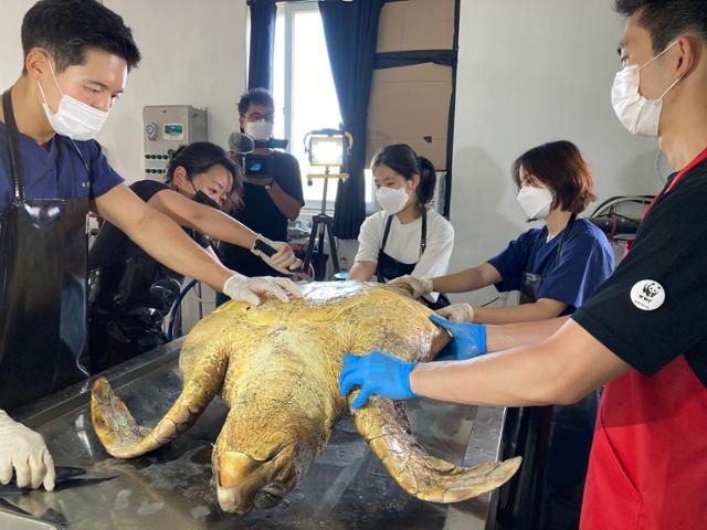 세계자연기금(WWF) 이영란 해양보전팀장(왼쪽에서 두 번째)이 지난달 21일 제주시 한림읍 한국수산자원공단 제주본부에서 폐사한 붉은바다거북을 부검하고 있다. WWF 제공