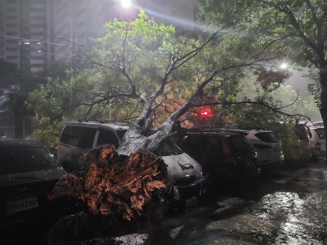 태풍 마이삭으로 3일 오전 대구시 달서구 도원동에 주차된 차량 위로 부러진 나무가 쓰러져 있다. 대구소방본부 제공