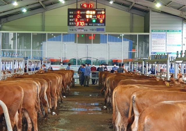 경북 구미시가 코로나19 재확산에 따른 감염 확산 방지를 위해 선산가축시장 전자경매 장면을 유튜브로 생중계한다. 구미시 제공