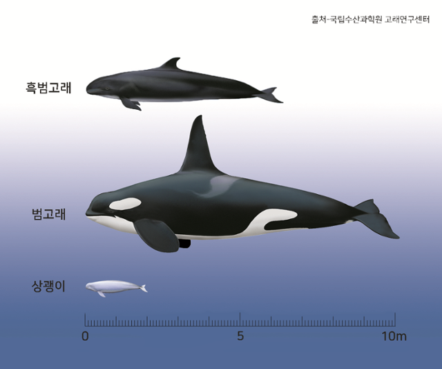 흑범고래 성체의 몸 길이는 수컷이 6m, 암컷이 5m에 이르는 것으로 알려졌다. 국립공원공단 제공