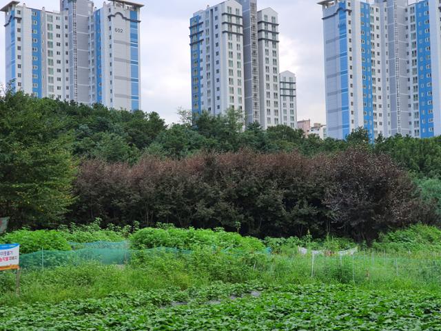 집단 고사 위기에 놓인 고양시 증산동 남북 청소년 평화의 숲. 김완규 고양시의원 제공