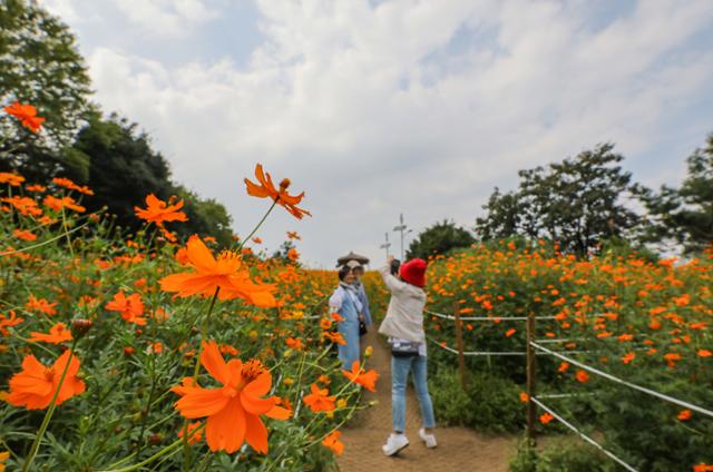 선선한 가을 날씨를 보이는 13일 서울 송파구 올림픽공원 들꽃마루를 찾은 시민들이 코스모스를 배경으로 사진을 찍고 있다. 뉴스1