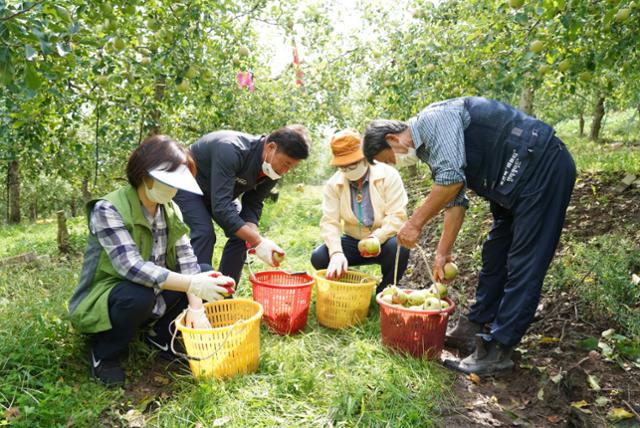 경북도와 청송군 공무원들이 진보면 과수원에서 떨어진 사과를 줍고 있다. 경북도 제공