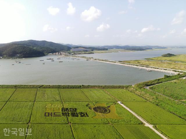 충청수영성 영보정 뒤편, 보령방조제 인근 논바닥에 '2022 보령 해양머드박람회'를 알리는 벼 그림이 그려져 있다.