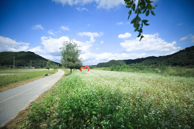 경북 안동시 풍산읍 낙동강 서안동대교 아래 둔치에 조성된 메밀꽃밭. 안동시 제공