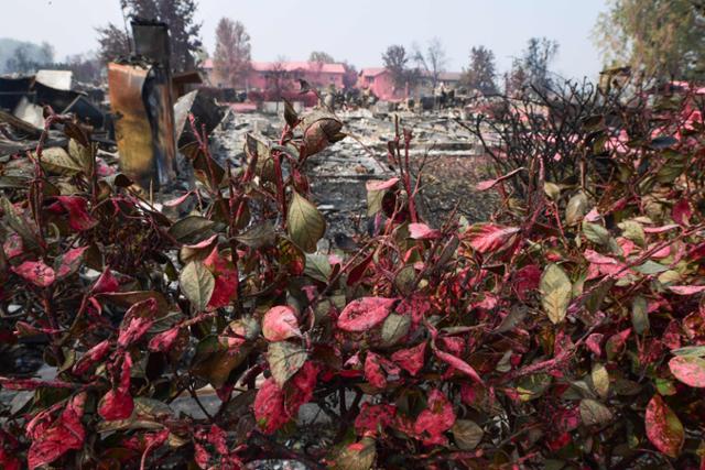 대형산불 '알메다 파이어(Almeda Fire)'로 잿더미가 된 오리건주 탤런트 주택가가와 화단이 붉은색 발화 지연제로 물들어 있다. 탤런트=AFP 연합뉴스