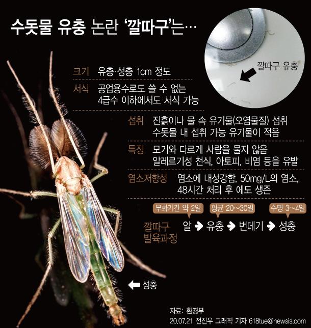 깔따구. 뉴시스