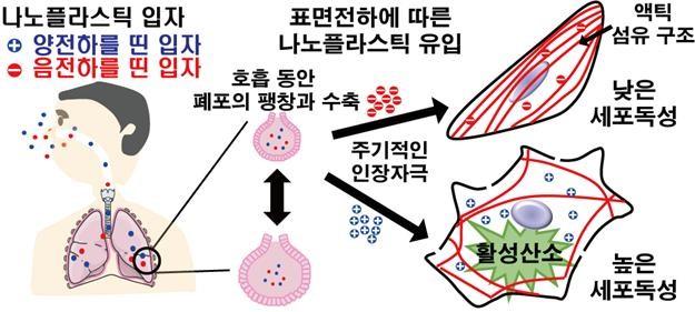 전남대 공동연구팀 폐 세포 독성유발 모식도. 전남대 제공