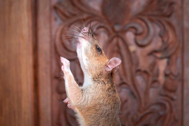 영국 수의사 자선재단 PDSA(People‘s Dispensary for Sick Animal)는 25일 홈페이지를 통해 7살이 된 마가와에 올해의 용감한 동물 금상을 수여했다. PSDA제공ㆍAFP 연합뉴스