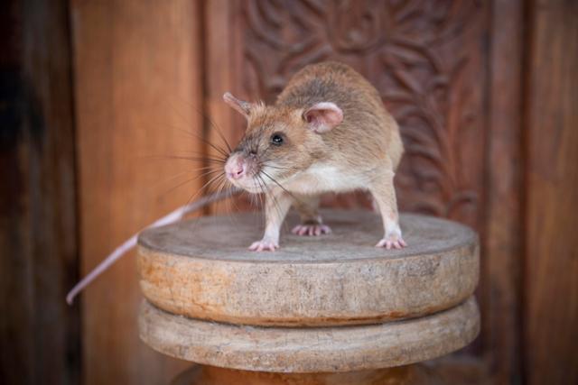 영국 수의사 자선재단 PDSA(People‘s Dispensary for Sick Animal)는 25일 홈페이지를 통해 7살이 된 마가와에 올해의 용감한 동물 금상을 수여했다. PSDA제공ㆍAFP 연합뉴스