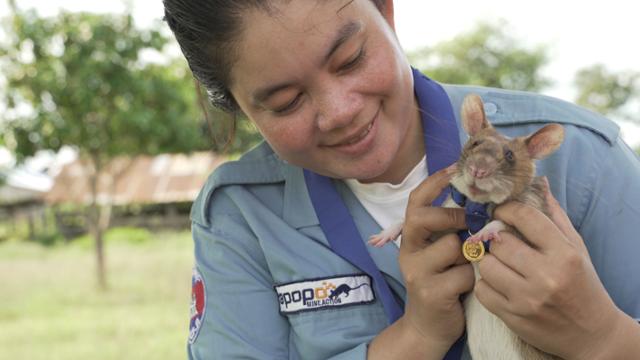 영국 수의사 자선재단 PDSA(People‘s Dispensary for Sick Animal)는 25일 홈페이지를 통해 7살이 된 마가와에 올해의 용감한 동물 금상을 수여했다. PSDA제공ㆍAFP 연합뉴스