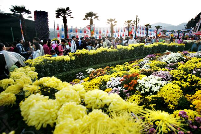 마산국화축제. 한국일보 DB