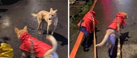 비를 쫄딱 맞으면서도 안 씨와 반려견들을 보며 반갑다고 꼬리 치던 떠돌이 개... ETtoday