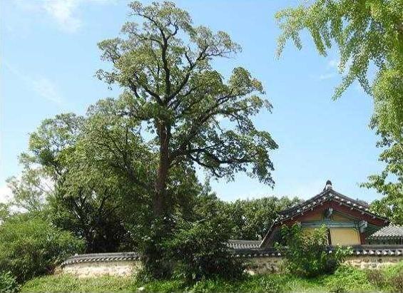 향교, 사찰 등 옛 건물과 어우러진 포항 흥해향교 이팝나무 군락. 문화재청 제공