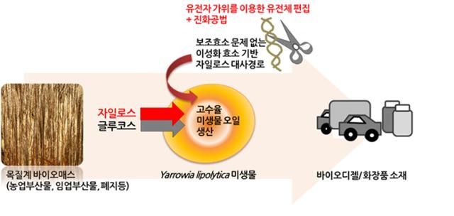 유전자 가위와 실험실 진화 기술을 이용해 설계한 미생물로 목질계 바이오매스에서 바이오디젤 원료를 생산하는 과정을 나타낸 모식도. 한국과학기술연구원(KIST) 제공