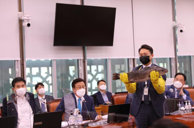 윤재갑 더불어민주당 의원 보좌진이 지난 8일 국회 농림축산식품해양수산위원회의 해양수산부 국정감사에서 물고기를 들고 있다. 연합뉴스