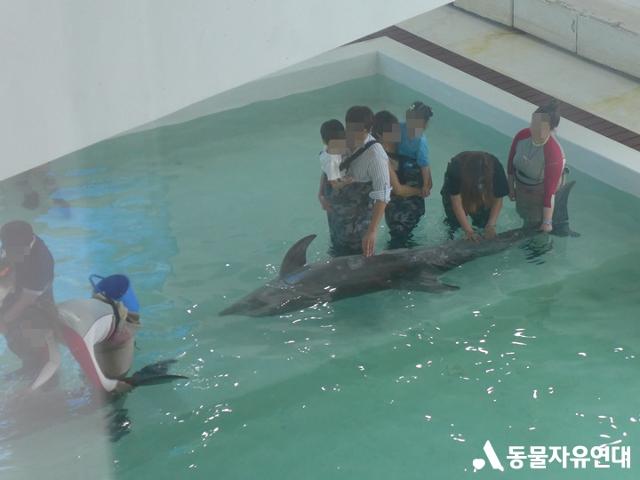 제주 마린파크에서 관람객들이 돌고래를 만지는 체험을 하고 있다. 돌고래는 극심한 스트레스를 받는다. 동물자유연대 제공