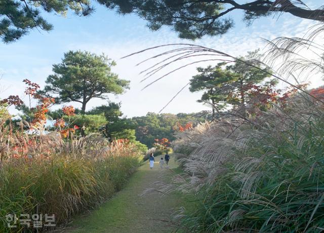 에버랜드 포레스트캠프의 억새밭 산책로. 최대한 자연스럽게 보이도록 디자인한 숲이다. 최흥수 기자