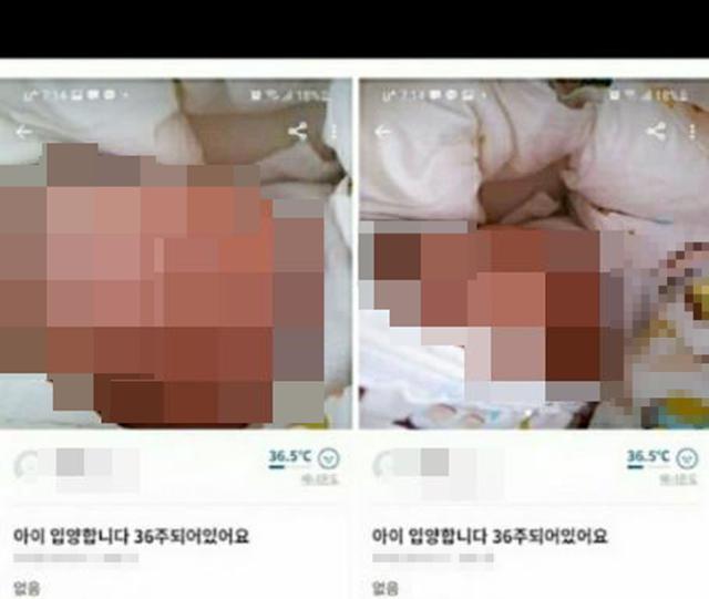 중고 물품 거래 유명 애플리케이션 '당근마켓'에 올라온 36주 아기 입양 게시물. 연합뉴스